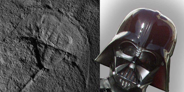 An image of the first fossil horseshoe crab from the Triassic North America, alongside an illustration of Darth Vader. (Credit: New Mexico Museum of Natural History and Science in Albuquerque and Alex Vros)