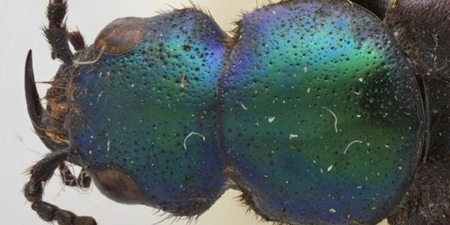 A close up of the colorful beetle species Darwinilus sedarisi.