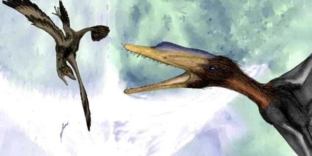 A newly-discovered maniraptoran dinosaur may have looked like the feathered dinosaur seen here, about to become a snack for the larger Darwinopterus modularis.