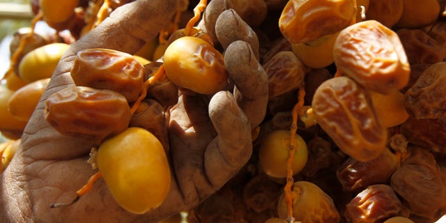 A man checks dates during the Festival of Dates in Buraidah, north of Riyadh September 1, 2012. REUTERS/Fahad Shadeed (SAUDI ARABIA - Tags: FOOD SOCIETY) - RTR37D0W