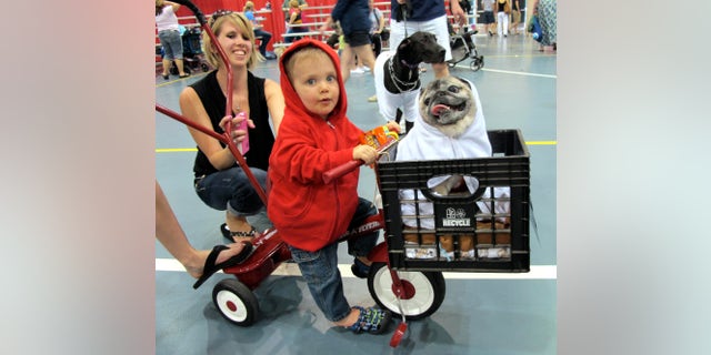 In this May 19, 2013, photo Lucas Purdy, 1, and Peke the pug won first place in one of the costume contests at Milwaukee Pug Fest in Franklin, Wis. The annual event, that helps pay for medical and dental bills for rescued pugs, attracted more than 1,700 pugs and other smushy-faced dogs along with 2,900 humans from the U.S. and Canada. (AP Photo/Carrie Antlfinger)