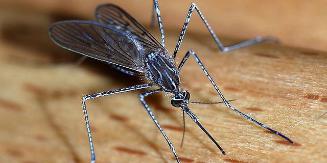 Around 40 percent of the world's population is at risk of malaria, often transmitted through mosquito bites.