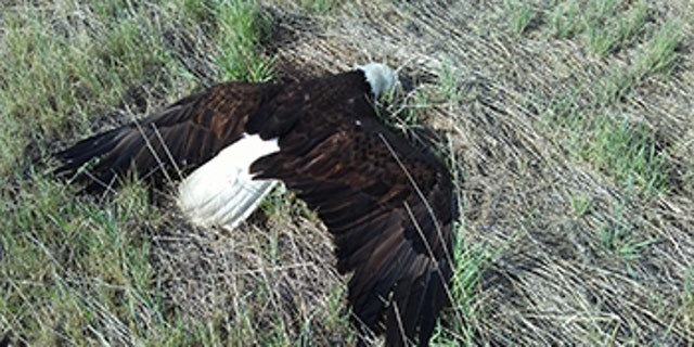The bald eagle died roughly one to two days after it was shot, officials say.