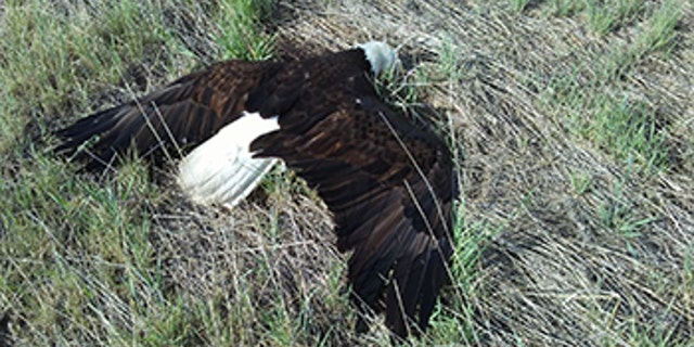 The bald eagle died roughly one to two days after it was shot, officials say.