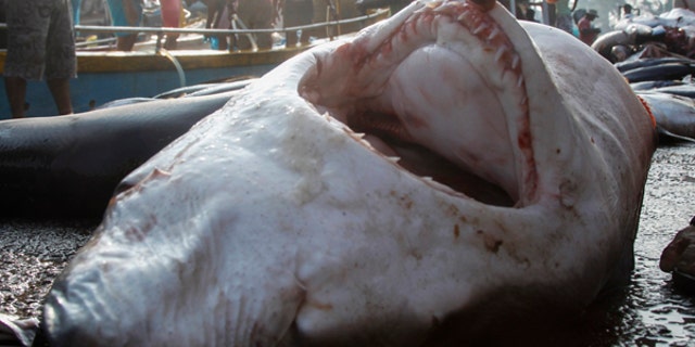 A man checks the mouth of a dead shark next to fishing boats at the dock of the Mirissa Fisheries Harbour in south Sri Lanka April 3, 2014. More than 100 million sharks are killed each year according to the UN Food and Agriculture Organization. The fins of sharks are in great demand for banquet soups in Asia, and fins can sell for as much as $700 a pound. REUTERS/David Loh (SRI LANKA - Tags: ENVIRONMENT ANIMALS) - RTR3JT88