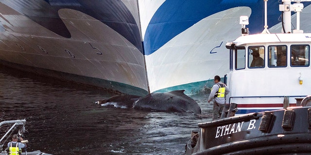 A dead whale was found stuck to the bow of the Grand Princess cruise ship coming into port in Alaska