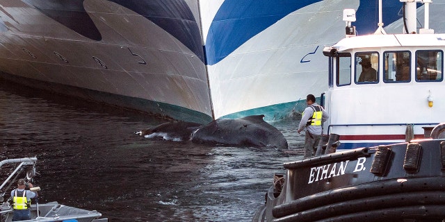 A dead whale was found stuck to the bow of the Grand Princess cruise ship coming into port in Alaska