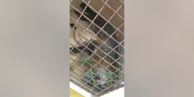 Tammy DuBois received two weeks of rabies treatment after the attack. The fox tested positive for rabies.