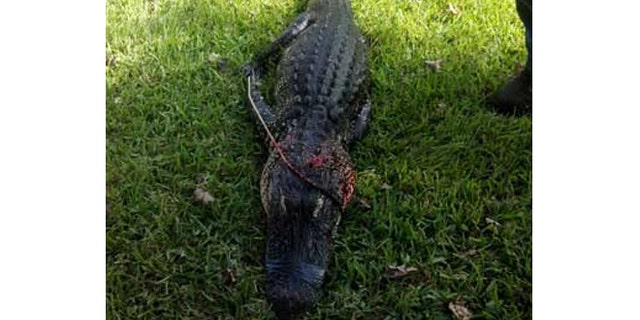 Authorities tracked and killed an alligator they say took the arm of an elderly woman.