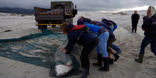 A great white shark being removed from a beach in South Africa. (Marine Dynamics)