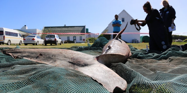 Orcas have been attacking great white sharks off the coast of South Africa. (Marine Dynamics)