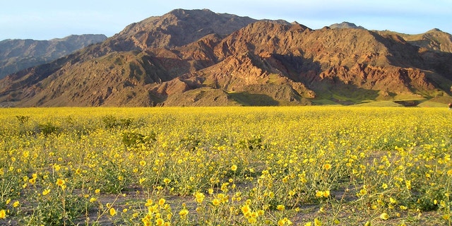 File photo - Abundant winter rains caused a spectacular Death Valley wildflower display in the spring of 2005 (National Park Service).