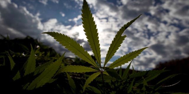 Marijuana plants lay in a pile before being burned by the army in the Sierra de Juarez in Ensenada, Mexico, Thursday Sept. 30, 2010. According to Army Gen. Alfonso Duarte Mujica, soldiers have destroyed 73 hectares of marijuana in the northern region of Mexico's Baja California peninsula in 2010. (AP Photo/Guillermo Arias)
