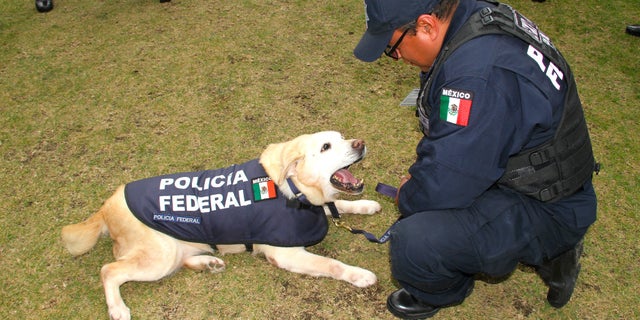 Lucy demanding some playtime to Deputy Officer Alfredo Aldape.