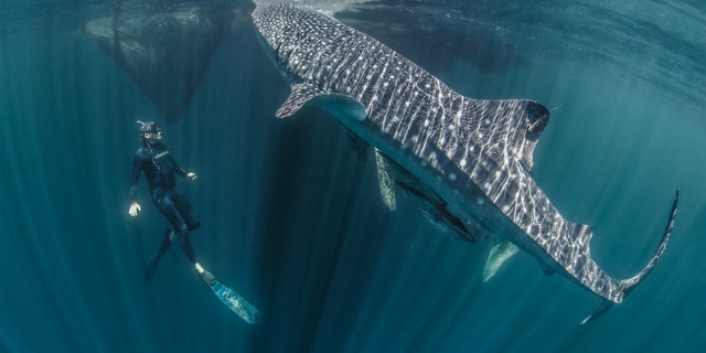 Marine ecologist Mark Erdmann swims with a tagged whale shark in Raja Ampat, Indonesia.