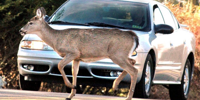 A motorist comes to a complete stop on Route 88 in Wheeling, West Virgina, as a deer crosses the road. Cars crash into deer more than 4,000 times a day, some estimate.