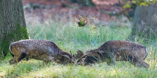 The photographer thought this would be a brief skirmish between deer.