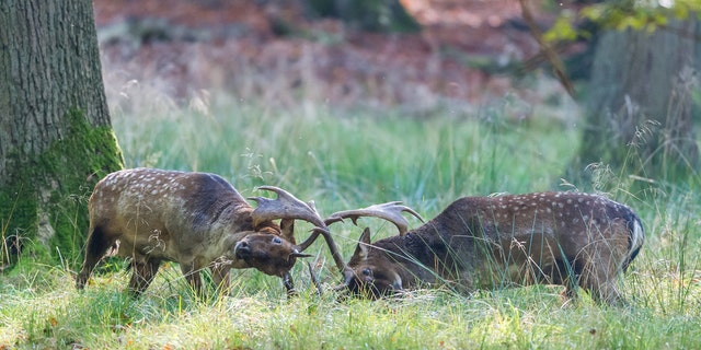 Instead, the battle between two evenly matched stags went on for more than 20 minutes before the photographer ventured closer.