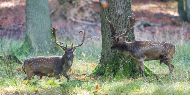 Deer fight goes viral after images of stags locked in battle emerge ...