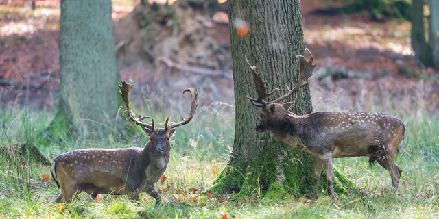"Each of the stags tried to force the opponent with their head turns into the knees," Gerlach said, "but obviously both stags were nearly equally as strong, So the fighters more or less lifted up their backsides to achieve an even better leverage. After about two hours of fighting the deer preferred to disperse."