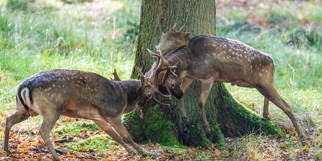 Deer butting heads in Sauerland forest, in Germany. Wildlife photographer Ingo Gerlach, 65, was able to capture the moment as their antlers intertwined.