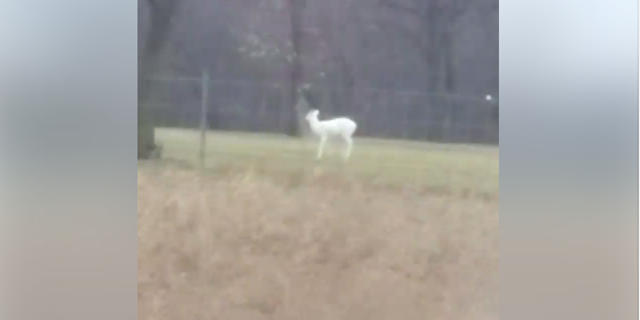 A rare, all white deer is seen in a video captured by Mick McDonald in Michigan on March 31, 2018.