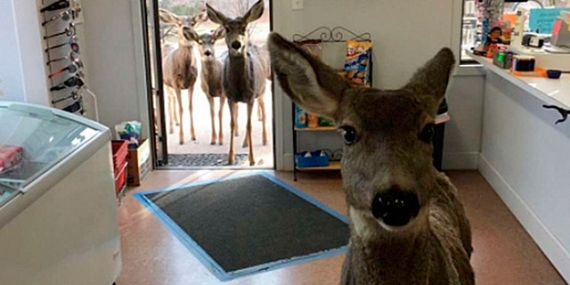 One woman's normal Tuesday turned into an impromptu wildlife photo shoot.
