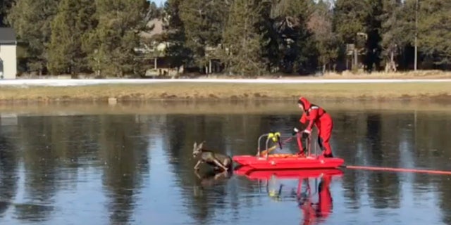 This Friday, Dec. 8, 2017, image made from a video provided by L4262 Sunriver Professional Firefighters shows firefighter Jeff "JJ" Johnston using an ice-rescue sled to gently nudge a deer off a frozen pond in Sunriver, Ore