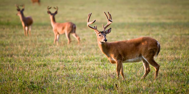 Hope isn't lost just yet. Get back that buck with these expert tips.