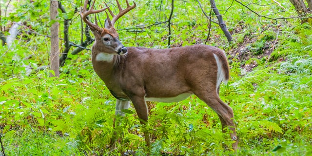 Planning on going deer-hunting this fall? You should start preparing now.