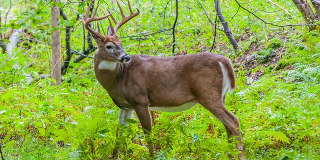 Planning on going deer-hunting this fall? You should start preparing now.
