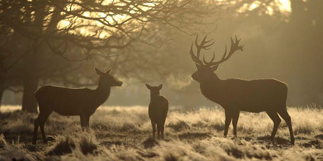Deer family