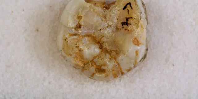 Prehistoric tooth excavated from the Denisova cave in Siberia's Altai Mountains in 2010 (Dr. Bence Viola, Max-Planck-Institute of Evolutionary Anthropology)