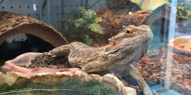 Desert Lizard