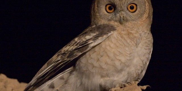 The tawny desert owl (Strix hadorami), once mistaken for another species of owl, lives in Middle Eastern countries, such as Israel, Egypt and Jordan.