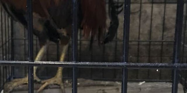 Many roosters had sharpened spurs at the farm.