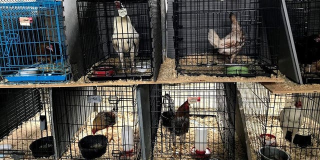 Nearly 400 fighting roosters and chickens were seized last week from a Massachusetts farm.