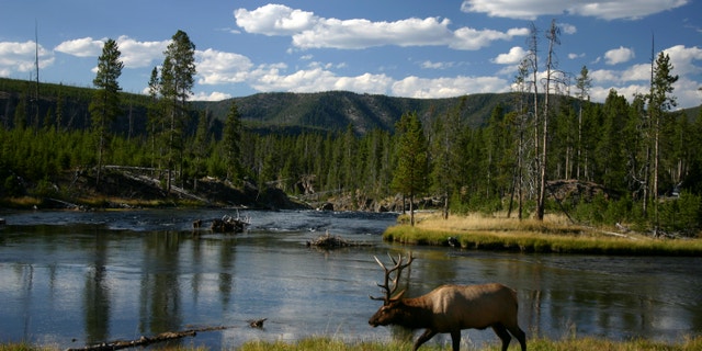Yellowstone N.P. -