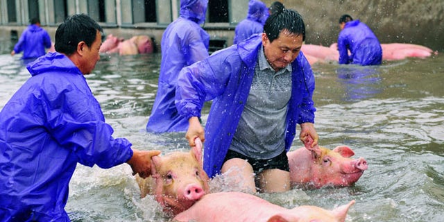 Employees save pigs from a flooded farm in Lu'an, Anhui Province, China