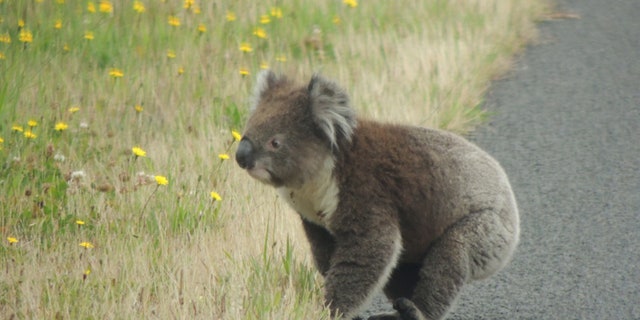 Why did the koala cross the road?