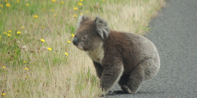 Why did the koala cross the road?