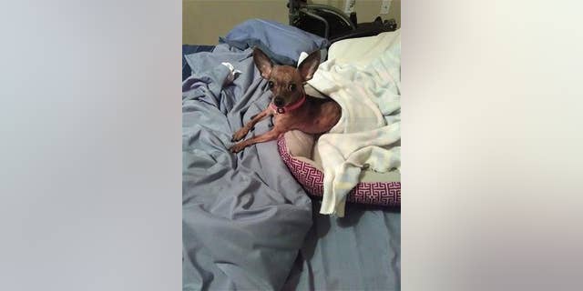 "Diamond" was found sealed in a trash bag inside of a dumpster in Florida on Saturday, the Polk County Sheriff's Office said.