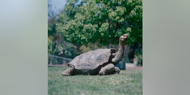 File photo of Diego (San Diego Zoo).