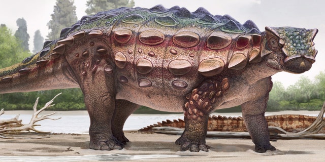Measuring between 13 and 16 feet in length and 3.5 feet tall, Akainacephalus jonhnsoni is slightly smaller than its more well known cousin, Ankylosaurus.