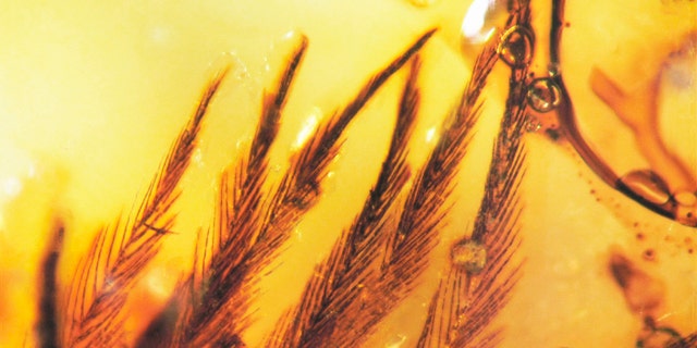 This clump of dinosaur feather barbs preserved in Canadian Late Cretaceous amber gives clues about dino-diversity.