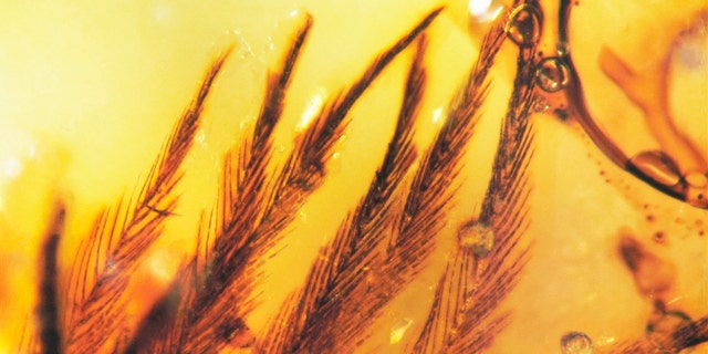 This clump of dinosaur feather barbs preserved in Canadian Late Cretaceous amber gives clues about dino-diversity.