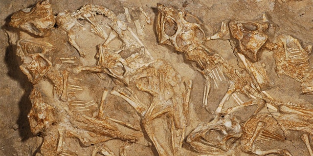 The dinosaur remains in the nest. Researchers believe sand entombed the dinosaur family while the members were still alive.