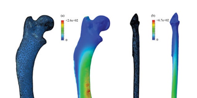 By simplifying leg bones down to basic columns, previous studies could have underestimated the stresses experienced in animal limbs by up to 142 percent. Stress shown here in the common hedgehog's femur (a), and a tibia of a large bird, Uria (b
