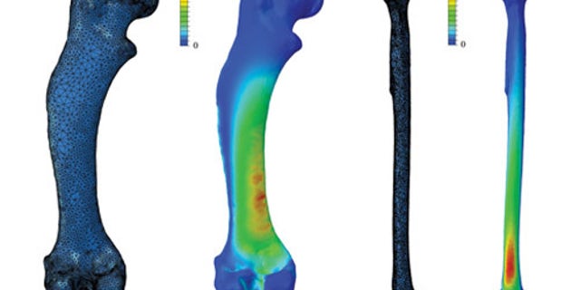 By simplifying leg bones down to basic columns, previous studies could have underestimated the stresses experienced in animal limbs by up to 142 percent. Stress shown here in the common hedgehog's femur (a), and a tibia of a large bird, Uria (b