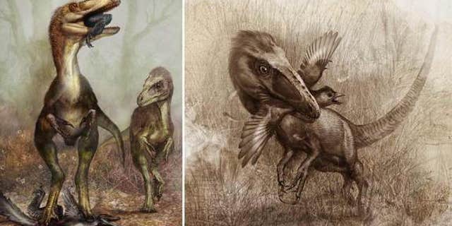 Gut contents of the dinosaur Sinocalliopteryx gigas suggest the predator chowed on cat-size feathered dinosaurs called Sinornithosaurus (illustrated in left panel), as well as crow-size birds known as Confuciusornis (right).